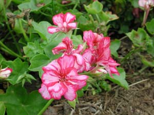 Pelargonium | Holiday | Violet Dream