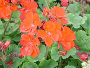 Pelargonium | R.M. | Dark Red