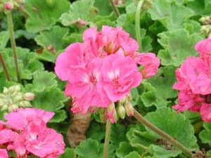 Pelargonium | R.M. | Deep Rose