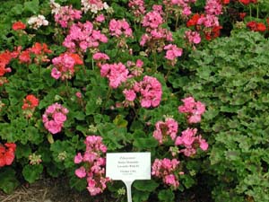 Pelargonium | R.M. | Lavender Pink 2004