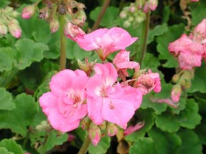 Pelargonium | R.M. | Lavender Pink 2004