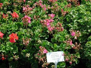 Pelargonium | R.M. | Lavender Pink 2004