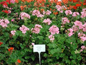 Pelargonium | R.M. | Light Pink