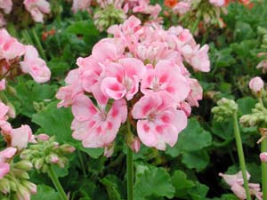 Pelargonium | R.M. | Light Pink