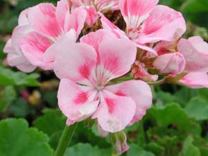 Pelargonium | R.M. | Light Pink