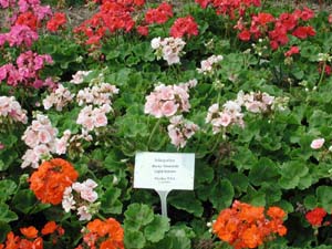 Pelargonium | R.M. | Light Salmon