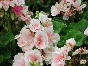 Pelargonium | R.M. | Light Salmon