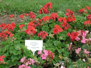 Pelargonium | R.M. | Magenta