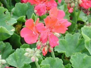 Pelargonium | R.M. | Magenta