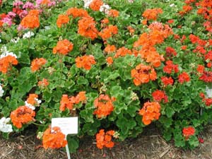 Pelargonium | R.M. | Orange