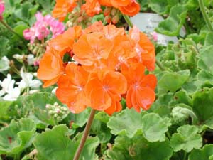 Pelargonium | R.M. | Orange