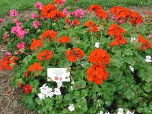 Pelargonium | Rocky Mountain | Red 2003