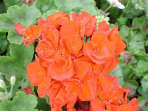 Pelargonium | Rocky Mountain | Red 2003