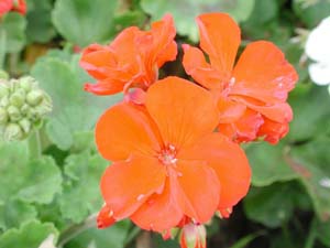 Pelargonium | Rocky Mountain | Red 2003