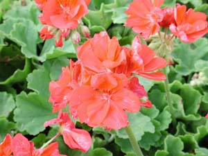 Pelargonium | R.M. | Royal Red