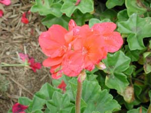 Pelargonium | R.M. | Salmon Rose