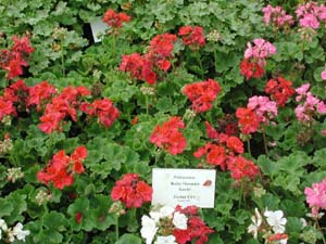 Pelargonium | R.M. | Scarlet