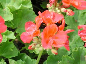 Pelargonium | R.M. | Scarlet