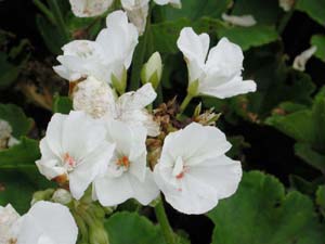 Pelargonium | R.M. | White