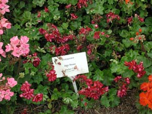 Pelargonium | Ruby Dream