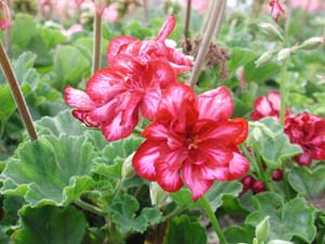 Pelargonium | Ruby Dream