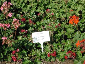 Pelargonium | Ruby Dream