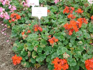 Pelargonium | Tango | Dark Red