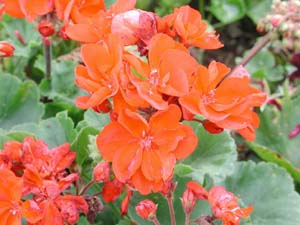 Pelargonium | Tango | Dark Red