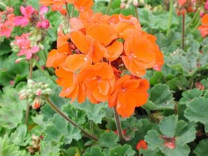 Pelargonium | Tango | Fire