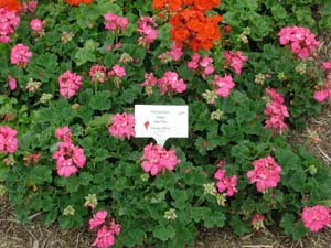 Pelargonium | Tango | Hot Pink