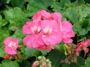 Pelargonium | Tango | Hot Pink