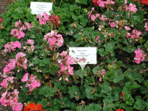 Pelargonium | Tango | Lavender Pink