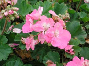 Pelargonium | Tango | Lavender Pink