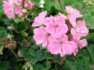 Pelargonium | Tango | Lavender