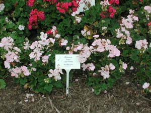 Pelargonium | Tango | Light Orchid