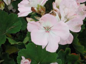 Pelargonium | Tango | Light Orchid