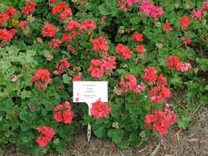 Pelargonium | Tango | Magenta