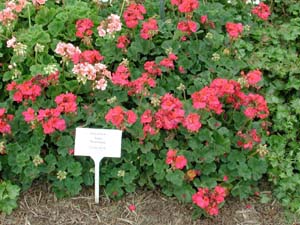 Pelargonium | Tango | Neon Purple