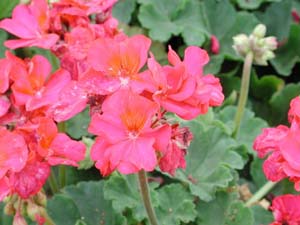 Pelargonium | Tango | Neon Purple