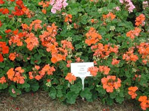 Pelargonium | Tango | Orange