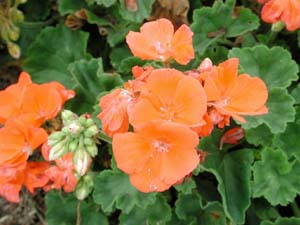 Pelargonium | Tango | Orange