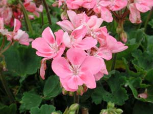 Pelargonium | Tango | Pink