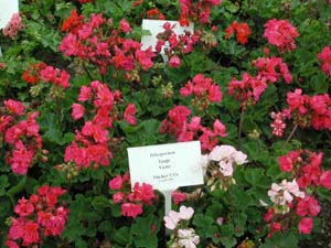 Pelargonium | Tango | Violet