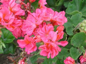 Pelargonium | Tango | Violet