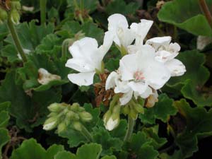 Pelargonium | Tango | White