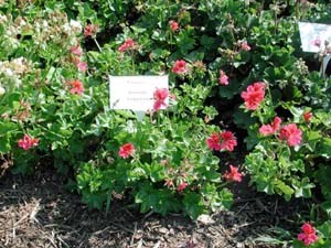 Pelargonium | Tutti Frutti