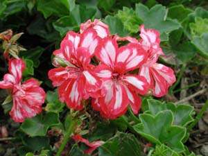 Pelargonium | Holiday | Rose