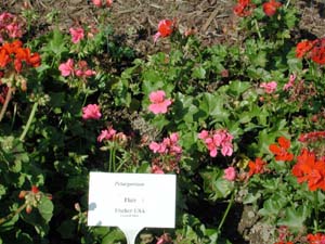 Pelargonium | Flair