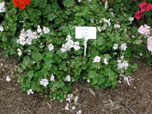 Pelargonium | Luna 2005