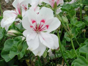 Pelargonium | Luna 2005